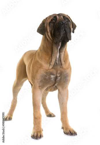 puppy bull mastiff