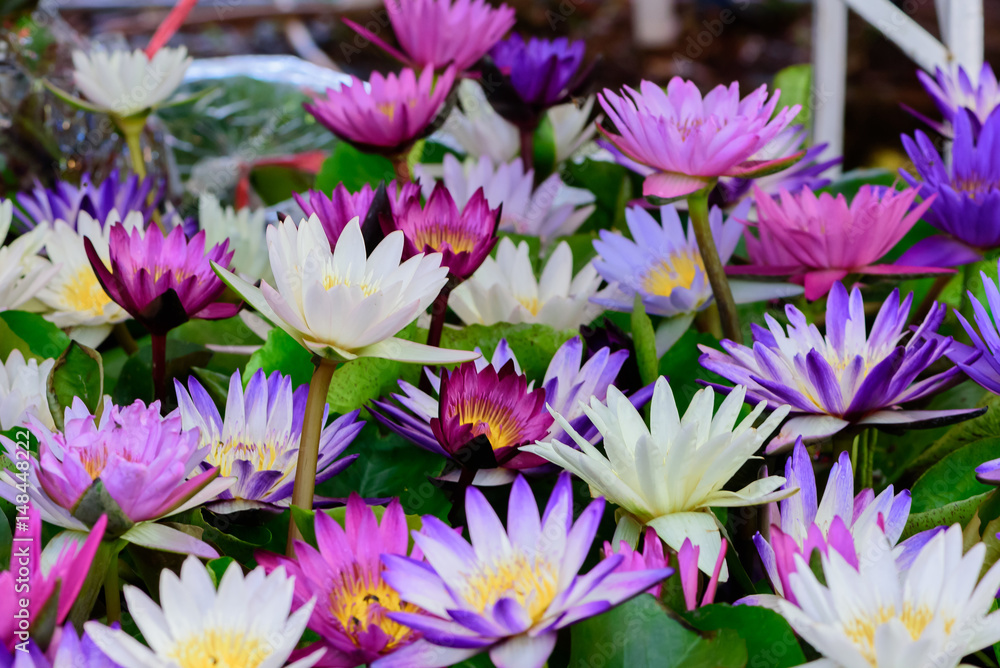 Lotus is blossoming beautiful Lotus is blossoming beautiful