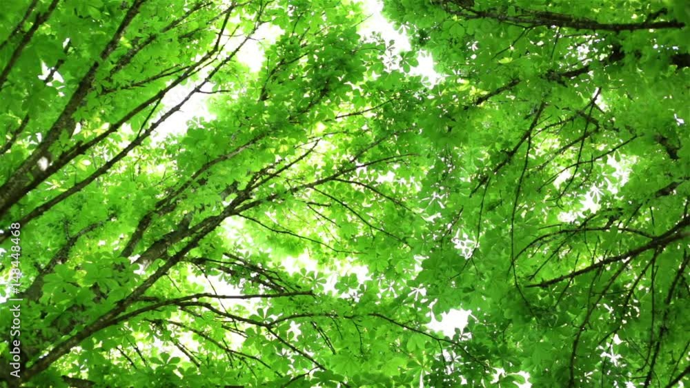 Trees, foliage, branches of trees. The sky and sunlight. Trees, foliage, branches of trees. The sky and sunlight.