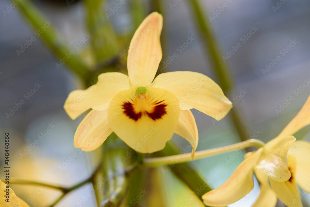Obraz premium Chantaboon yellow orchid at Chanthaburi in Thailand