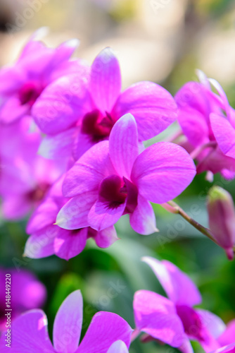 Beautiful purple orchid © ashophoto