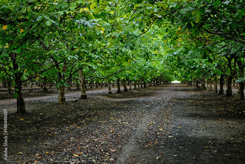 A walnut grove near Redding California.
