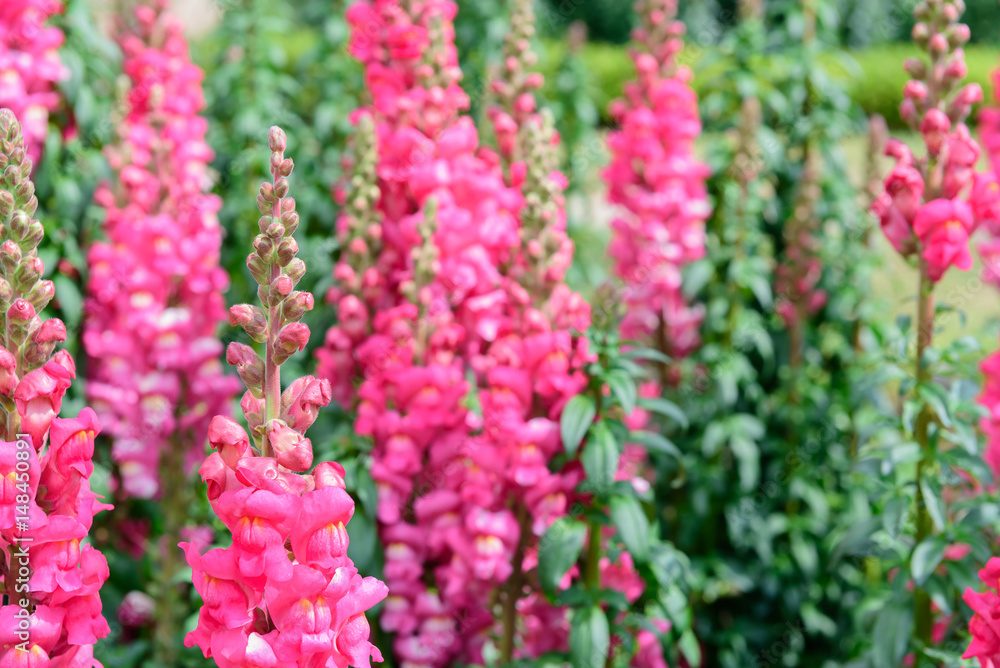 Beautiful pink flowers in nature garden in Doi Inthanon Chiang mai Thailand Beautiful pink flowers in nature garden in Doi Inthanon Chiang mai Thailand