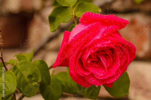 A wet rose after the rain /close-up of a rose wetted by spring rain photo