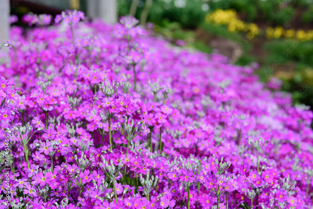 Beautiful purple flowers in nature garden in Doi Inthanon Chiang mai Thailand Beautiful purple flowers in nature garden in Doi Inthanon Chiang mai Thailand