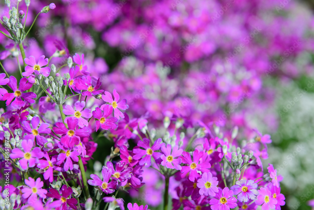 Obraz premium Beautiful purple flowers in nature garden in Doi Inthanon Chiang mai Thailand