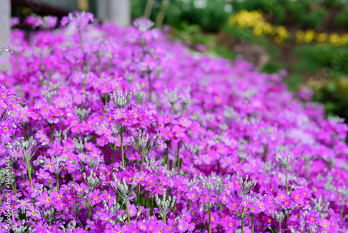 Beautiful purple flowers in nature garden in Doi Inthanon Chiang mai Thailand