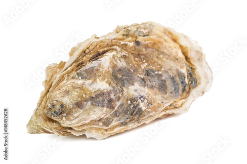 fresh raw oyster
