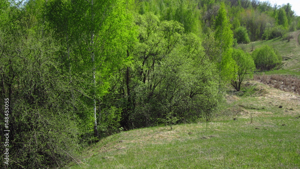 Obraz premium Весенний пейзаж, деревья и кустарник на склоне холма