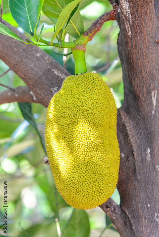 The jackfruit tree The jackfruit tree