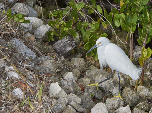 Snowy Egret (Egretta thula) Ding Darling National WildlifePreserve photo