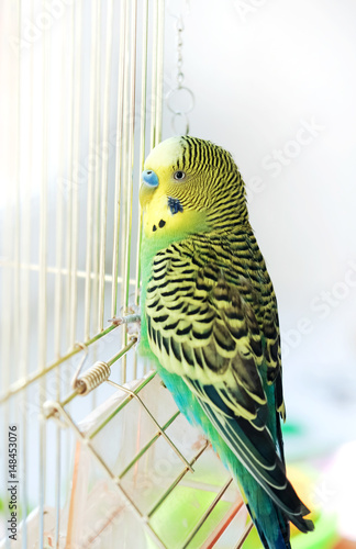 Budgerigar on the birdcage. Budgie