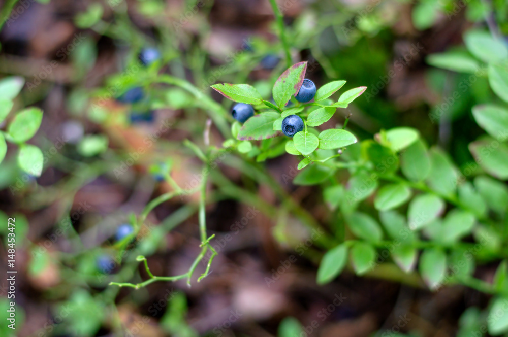 Wild berries on a green vegetative background in wood Wild berries on a green vegetative background in wood
