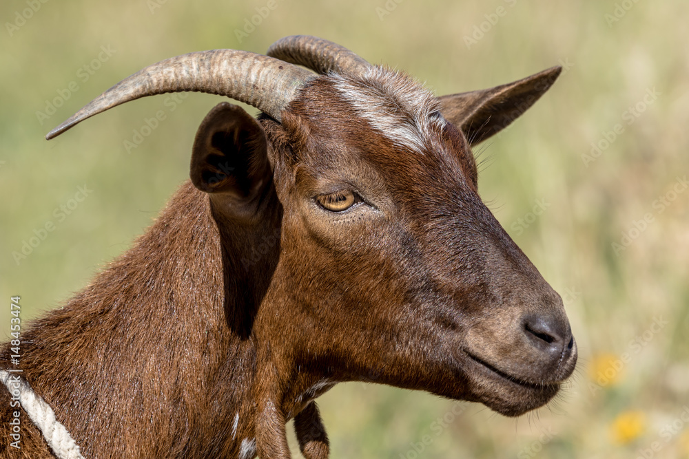 Fototapeta premium Brown goat