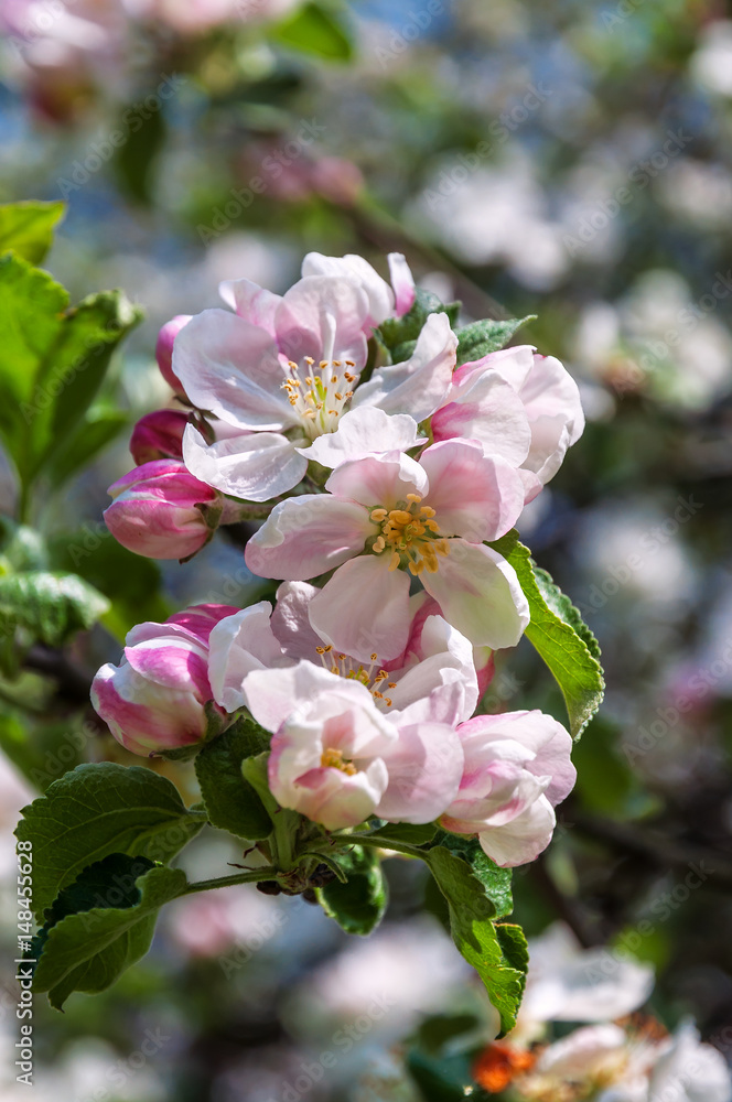 Obraz premium lush apple blossom