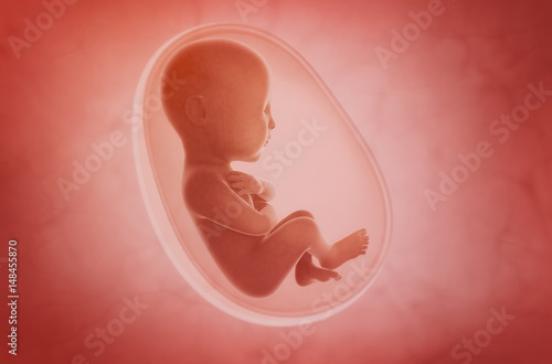 Photo fetus inside the womb