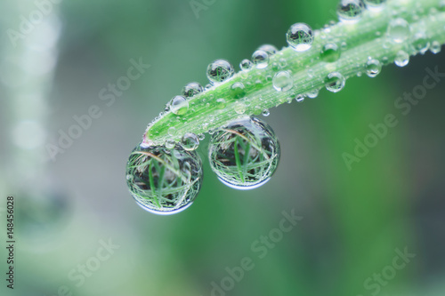 Fresh grass with dew drops