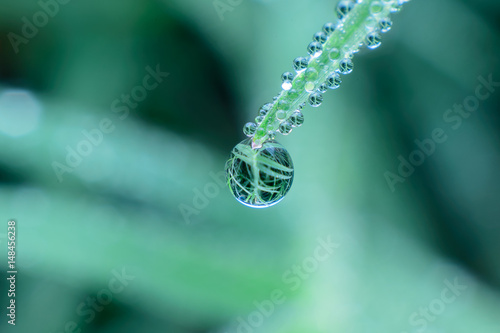 Fresh grass with dew drops
