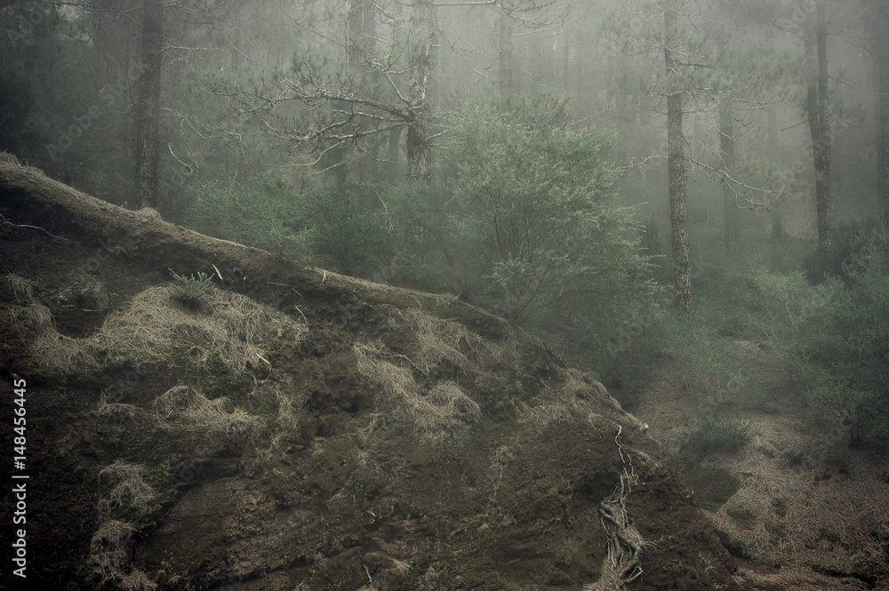 Ghostly looking forest, with dense fog and humidity giving a sense of isolation and creepiness