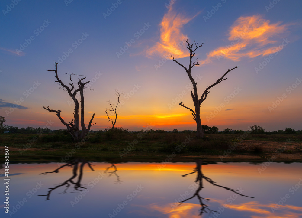 sillouette of dead trees dry at sunset. abstract background. sillouette of dead trees dry at sunset. abstract background.