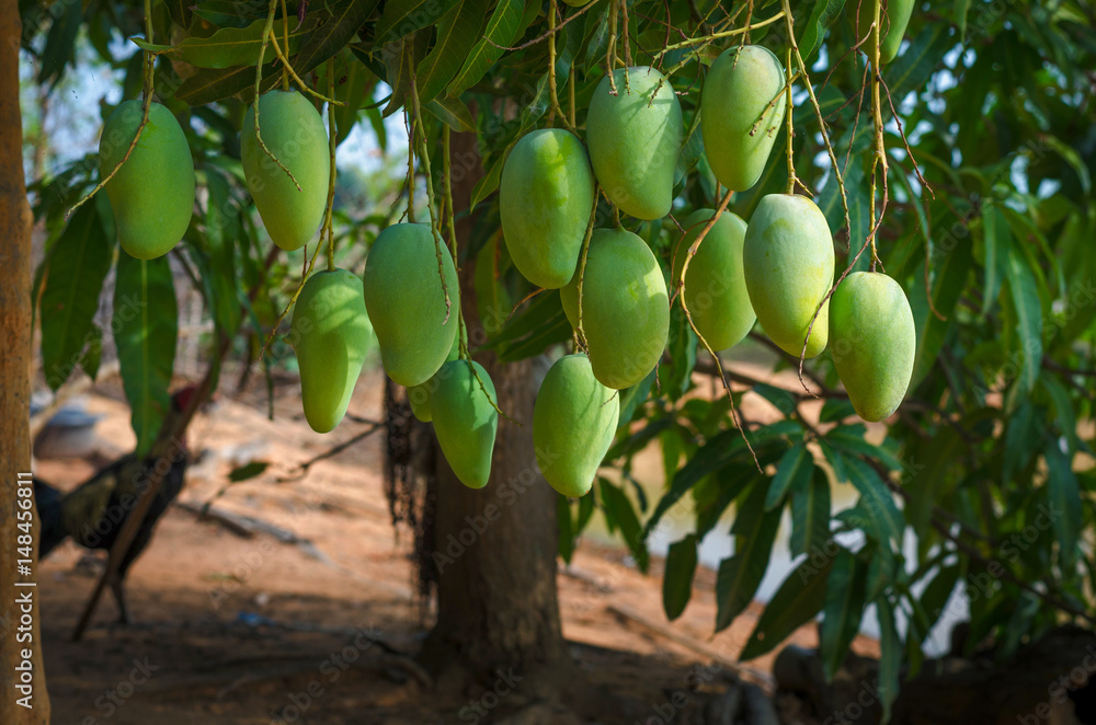 green mangos on tree.