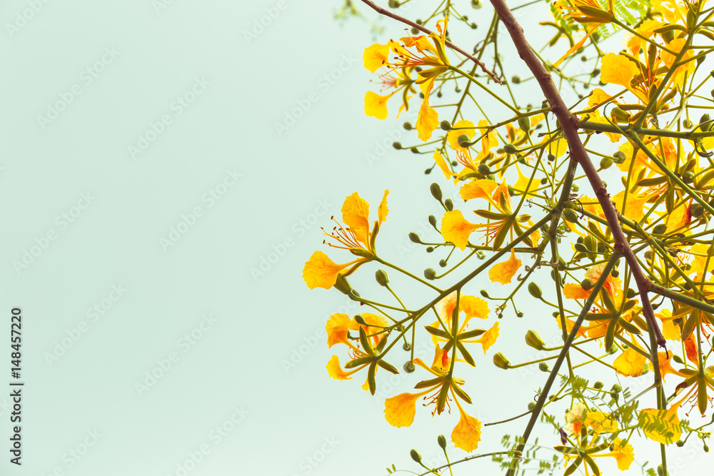 Yellow Peacock Flower Yellow Peacock Flower
