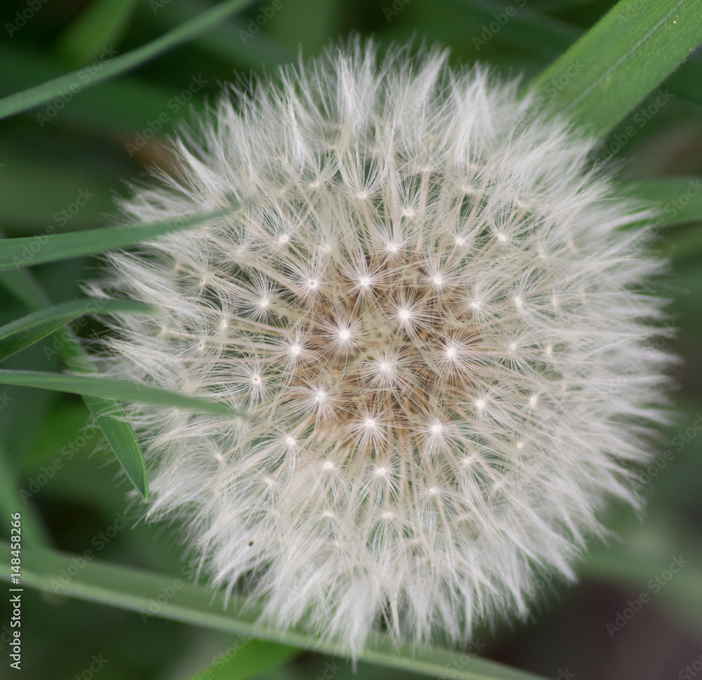 Fototapeta premium Flffy Dandelion