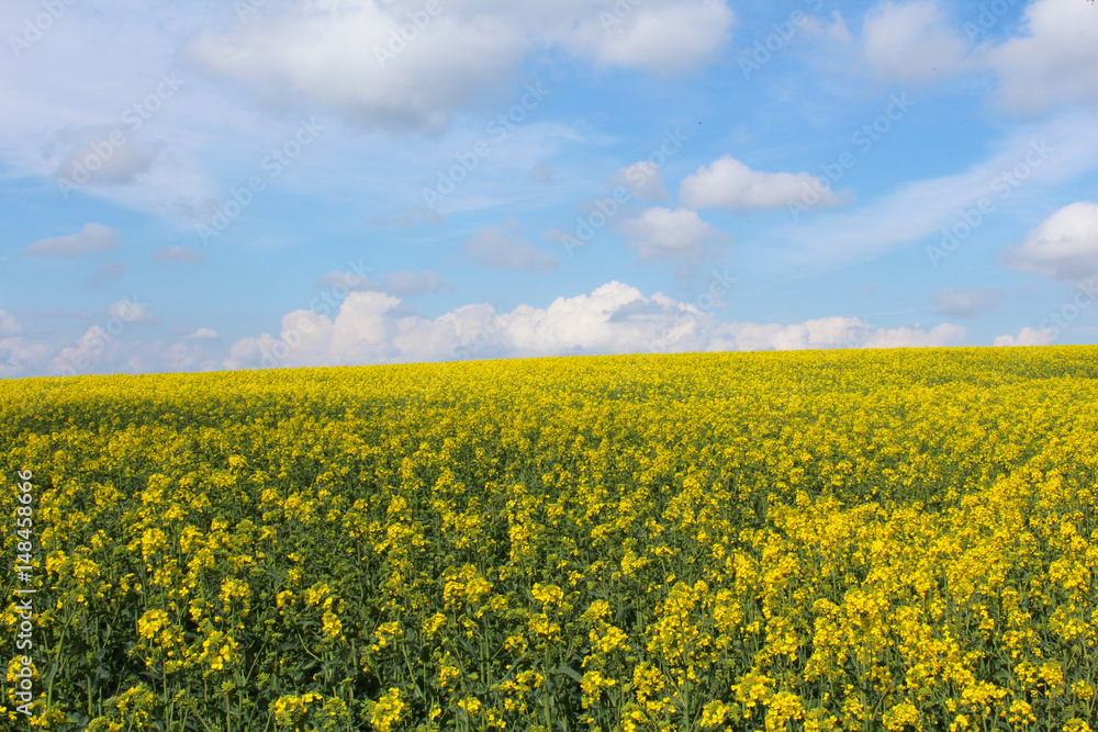  Field of Brassica napus with sky. Czech landscape