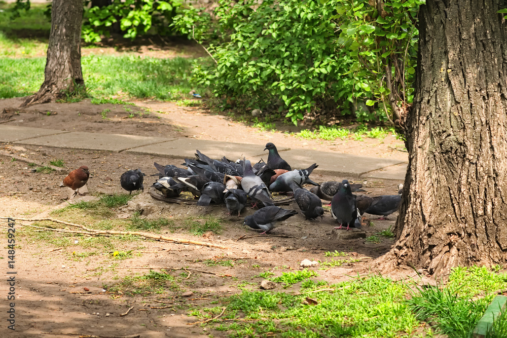 Fototapeta premium Animal’s life in a big city. A flock of pigeons eat millet