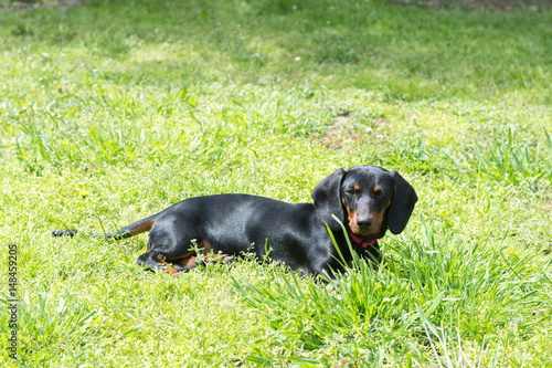 Small black dachshund dog lies on the green grass © zlajaphoto