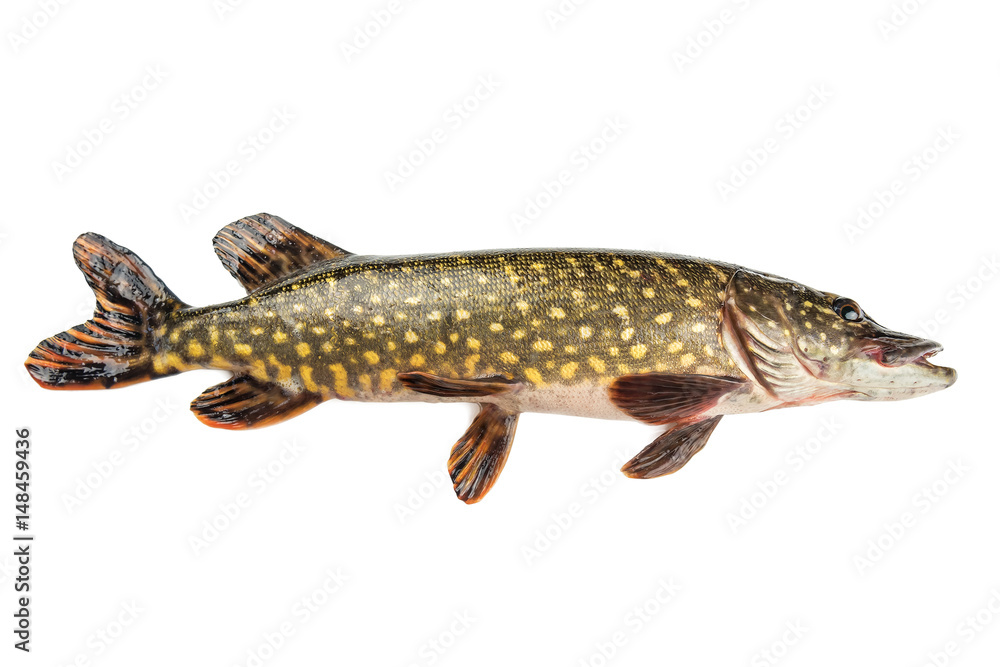 Naklejka premium raw pike isolated