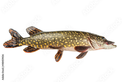 raw pike isolated
