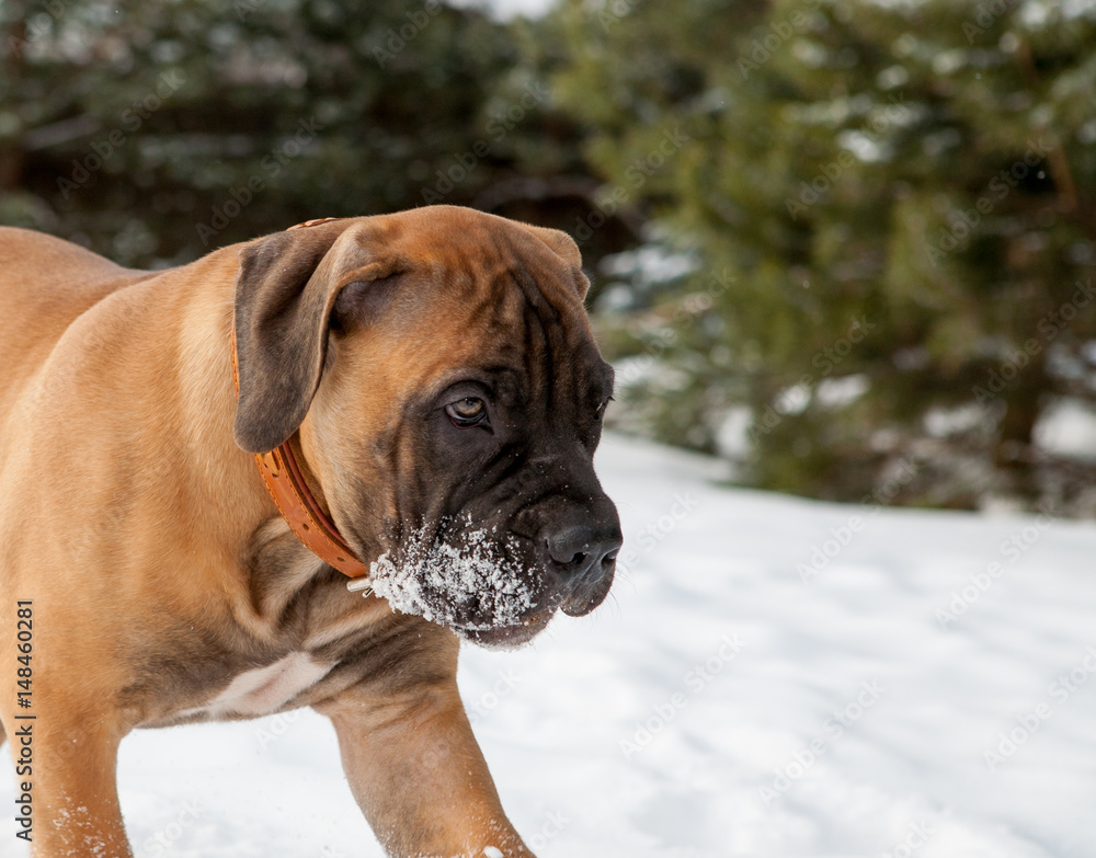 Thirty degrees below zero. Closeup portrait of a little puppy of rare breed South African Boerboel on the background of snow. South African Mastiff.