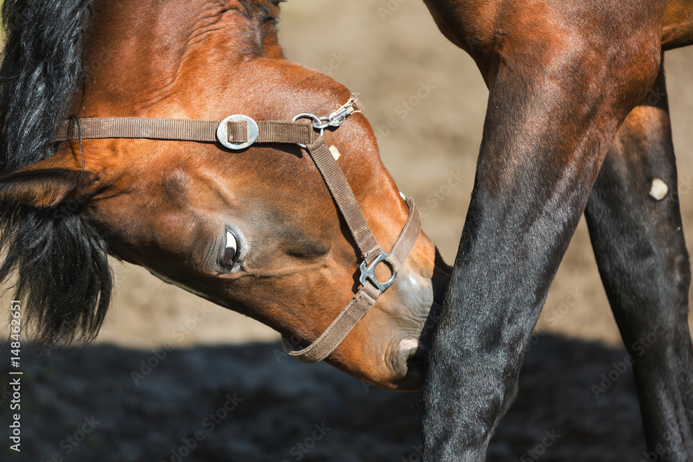 Obraz premium The male horse is scratching its leg close up