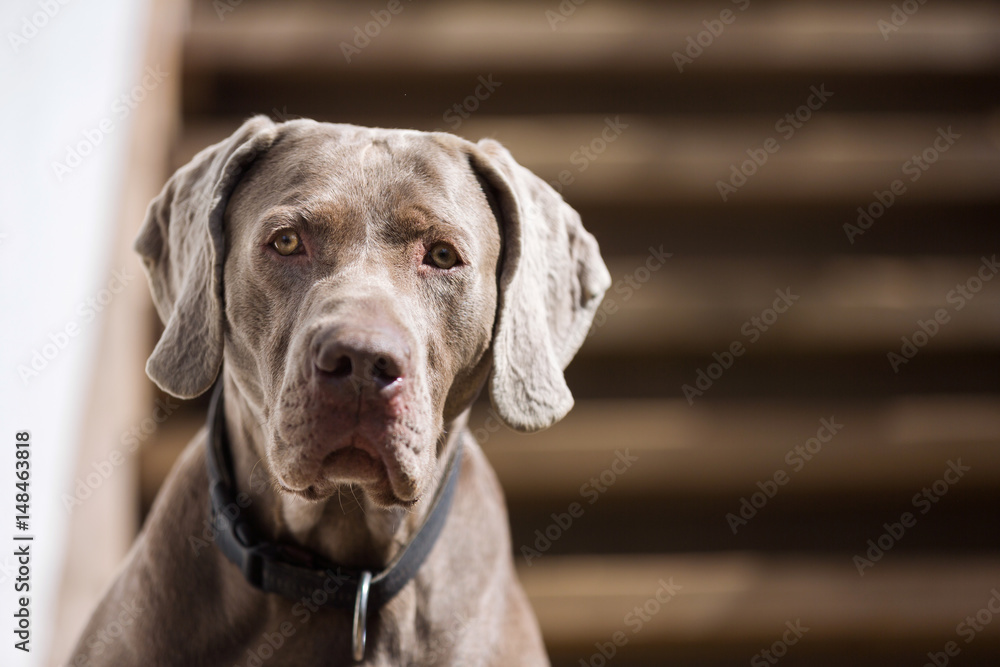 Portrait of the Weimaraner dog against the wooden background