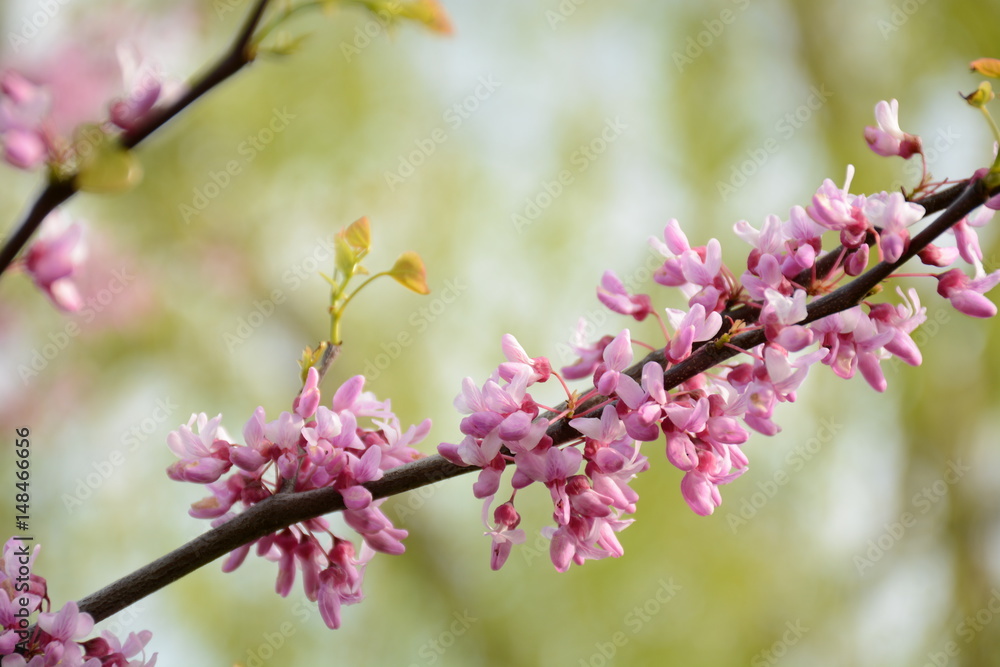 Branch of pink flowers on blossoming tree in the sunlight close up Branch of pink flowers on blossoming tree in the sunlight close up