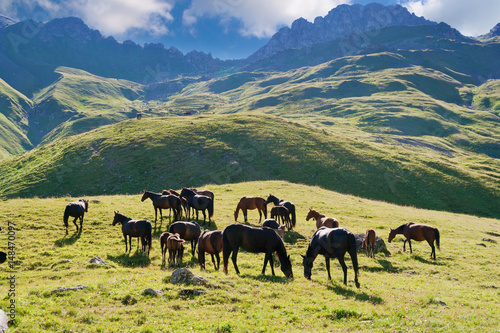 Horses graze on alpine pasture © Vitalfoto
