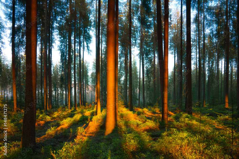 Obraz premium Silent Forest in spring with beautiful bright sun rays