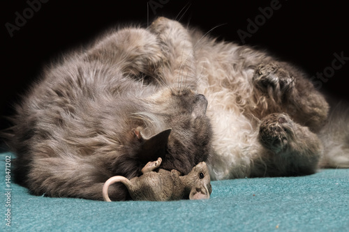 Grey longhaired cat and a (ornamental) mouse taking a nap