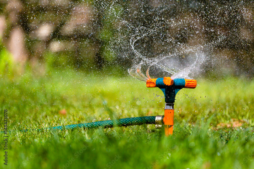 Obraz premium Garden sprinkler watering grass