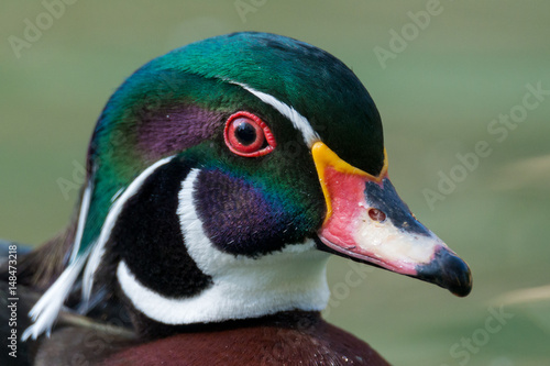 wood duck - Aix sponsa