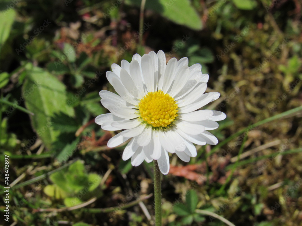 Obraz premium Gänseblümchen 