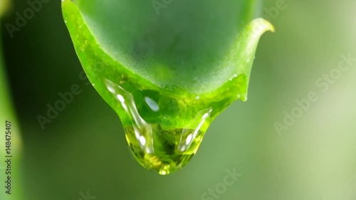 aloe leaf with dripping clear juice