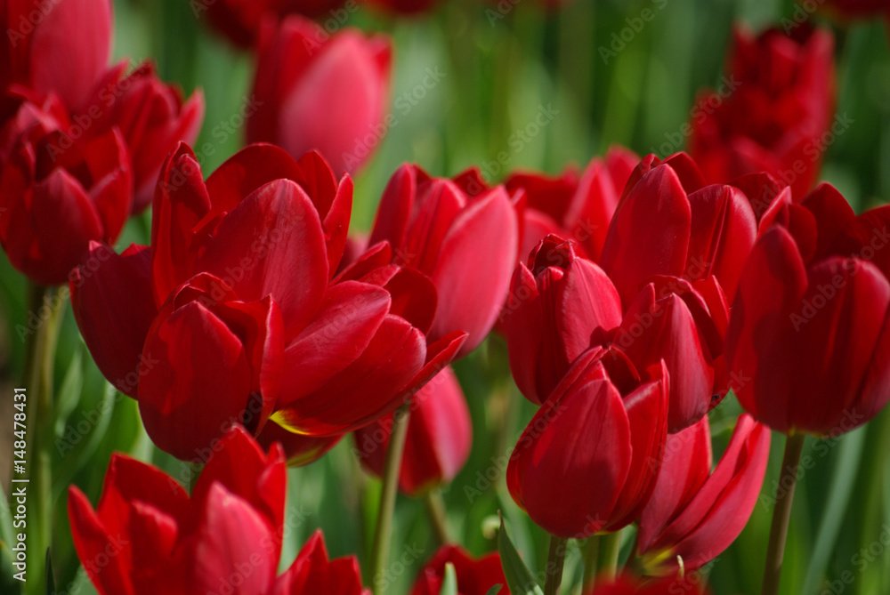 Tulipes rouges au printemps au jardin Tulipes rouges au printemps au jardin