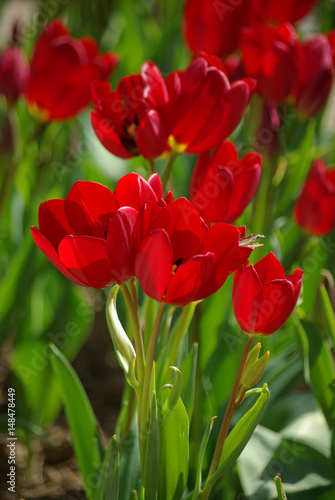 Tulipes rouges au printemps au jardin