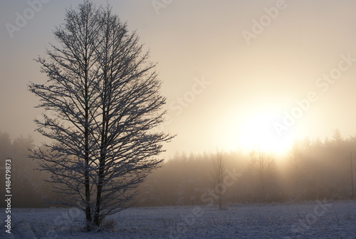 zimowy krajobraz ze słońcem i drzewem