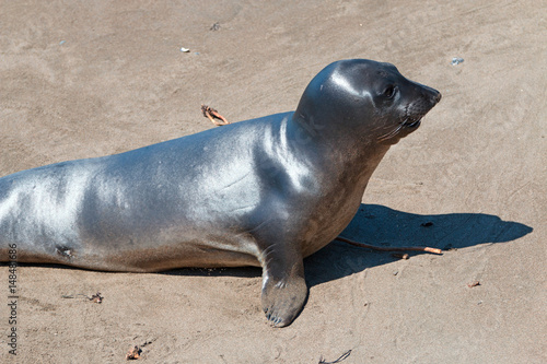 Baby Northern Elephant Seal Pup at Piedras Blancas Elephant Seal colony on the Central Coast of California United States