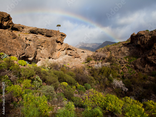 Beautiful Spring in Gran Canaria Mountains -  Tejeda photo