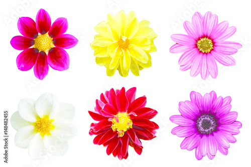 collection chrysanthemum isolated on white background © Saichol