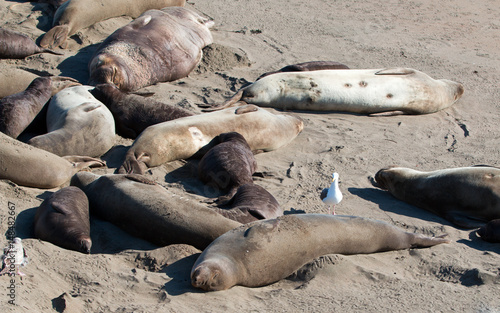 Seagull perched on Northern Elephant Seal at the Piedras Blancas Elephant Seal colony on the Central Coast of California USA